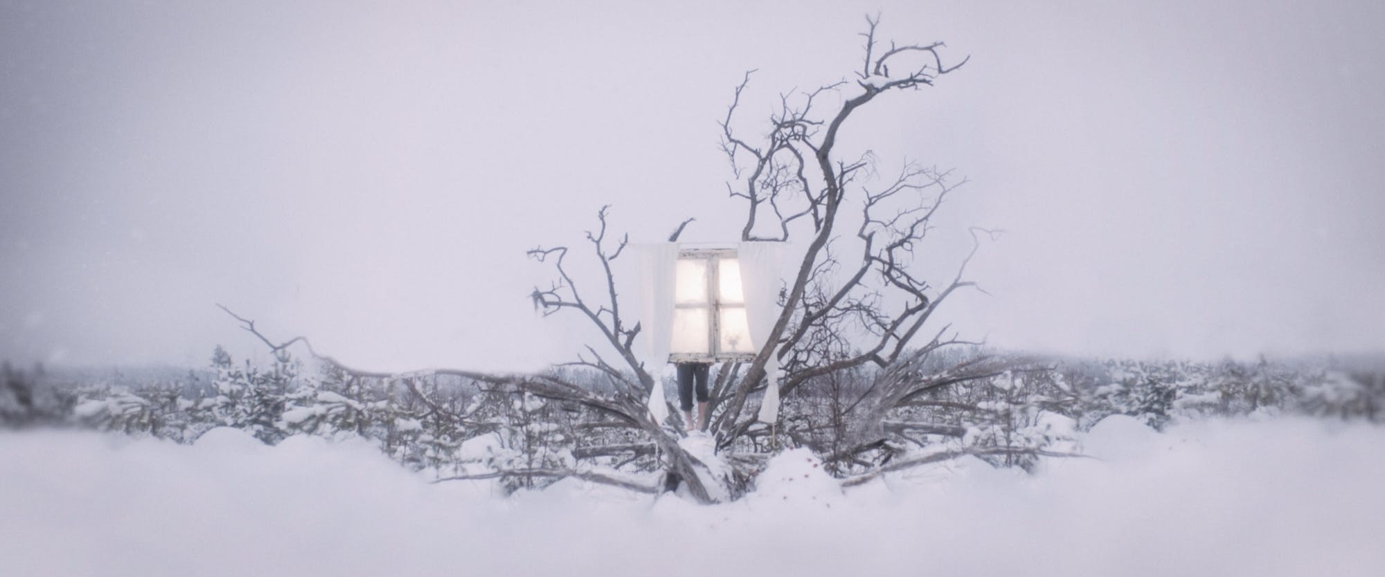 a mysterious window on top of a tree